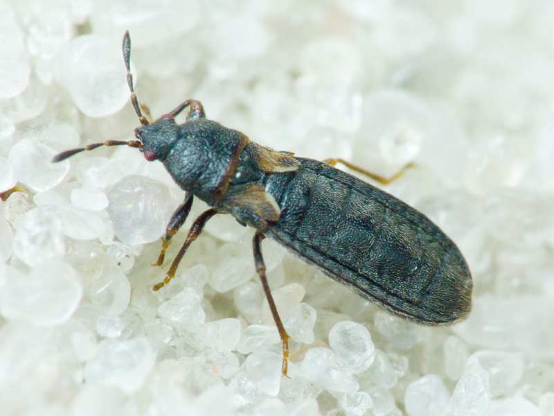 Dimorphopterus spinolae (Signoret, 1857)